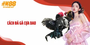 Cách Đá Gà Cựa Dao HM88: Bí Kíp Chinh Phục Đấu Trường