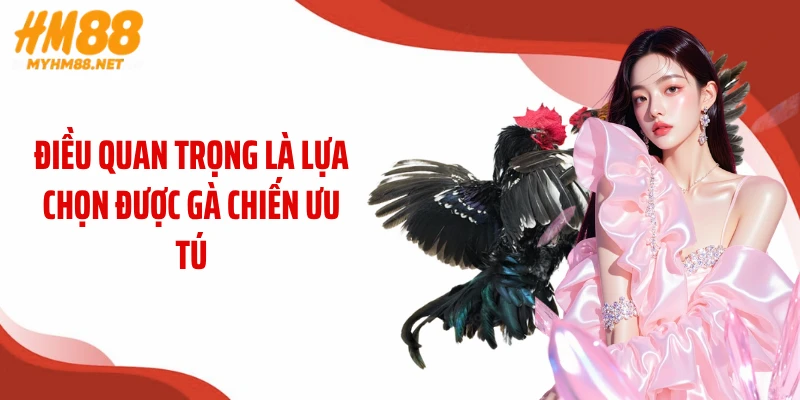 Điều quan trọng là lựa chọn được gà chiến ưu tú