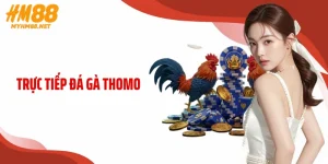 Trực Tiếp Đá Gà Thomo HM88: Trải Nghiệm Đấu Trường Đỉnh Cao